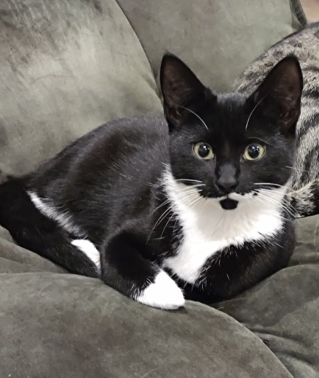 Kat Europese korthaar of huiskat