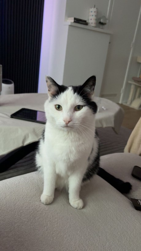 Kat Europese korthaar of huiskat