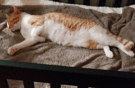 Kat Europese korthaar of huiskat