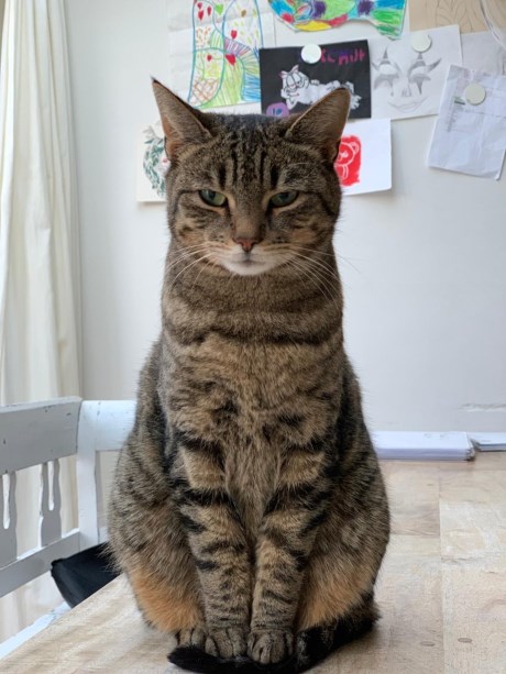 Kat Europese korthaar of huiskat