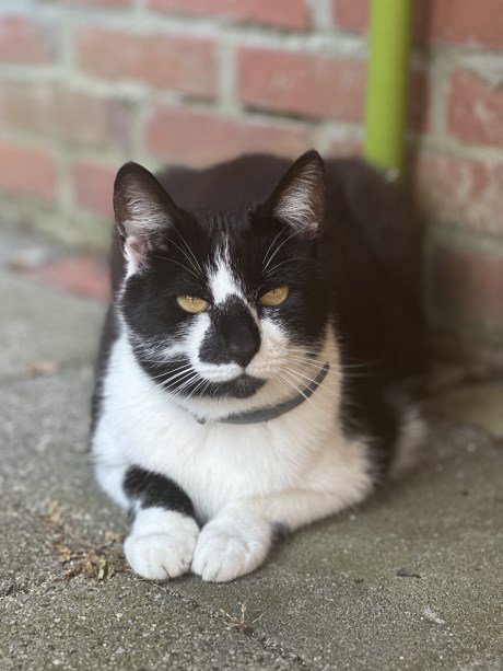 Kat Europese korthaar of huiskat