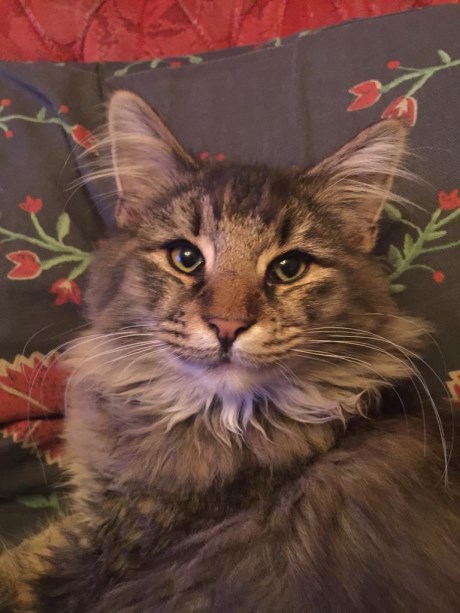 Kat Boskat/Siberisch