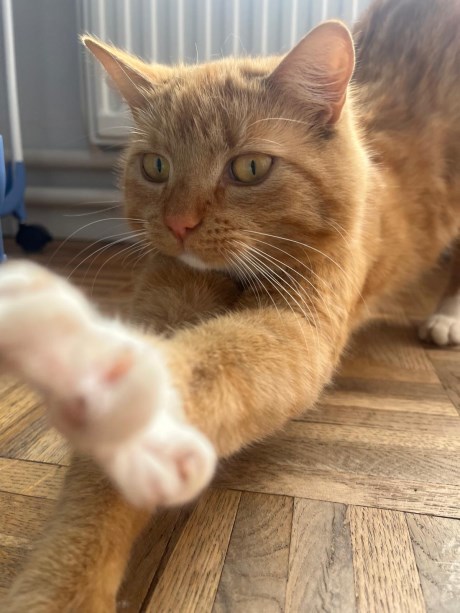 Kat Europese korthaar of huiskat