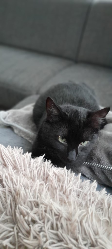 Kat Europese korthaar of huiskat