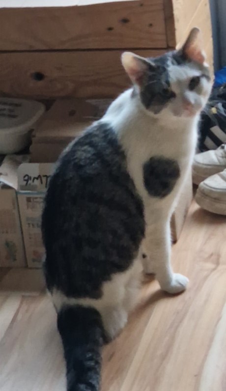 Kat Europese korthaar of huiskat