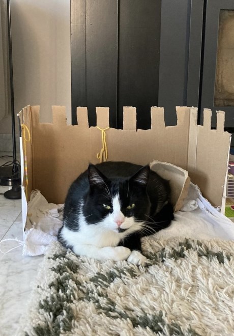 Kat Europese korthaar of huiskat