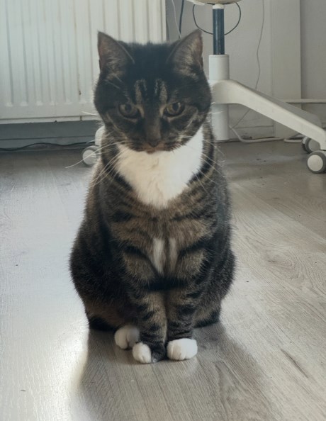 Kat Europese korthaar of huiskat