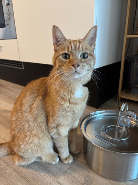 Kat Europese korthaar of huiskat