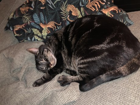 Kat Europese korthaar of huiskat