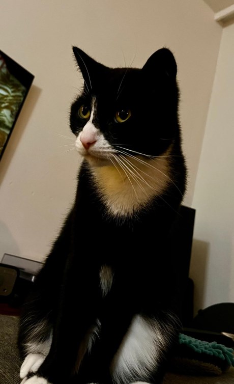 Kat Europese korthaar of huiskat