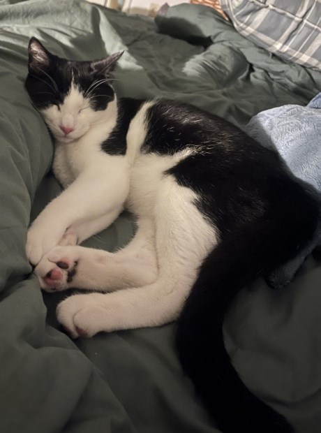 Kat Europese korthaar of huiskat