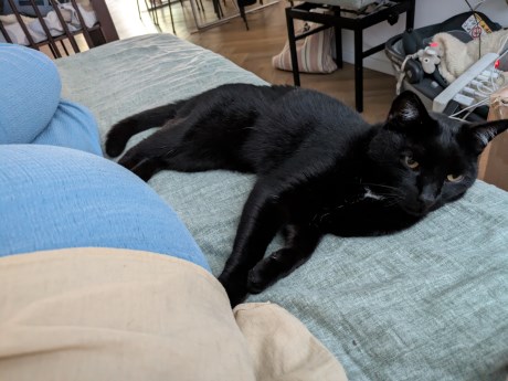 Kat Europese korthaar of huiskat