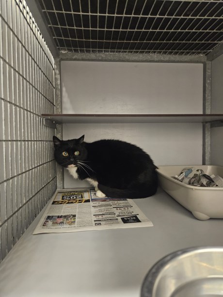 Kat Europese korthaar of huiskat