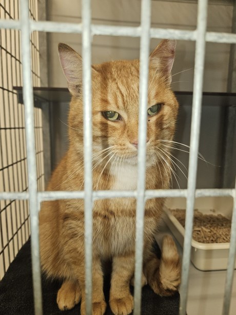 Kat Europese korthaar of huiskat