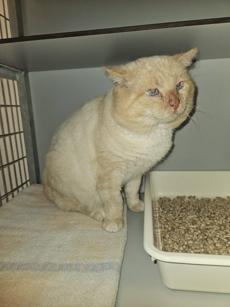 Kat Brits korthaar X