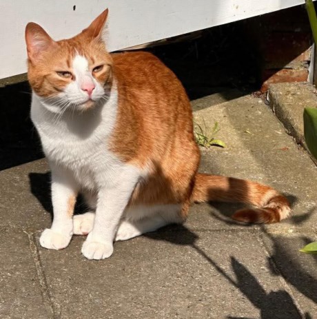 Kat Europese korthaar of huiskat