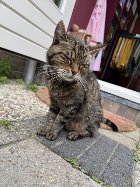 Kat Europese korthaar of huiskat