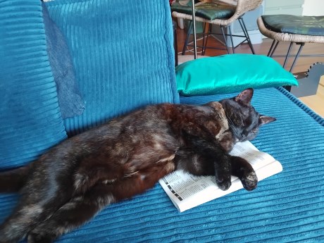 Kat Europese korthaar of huiskat