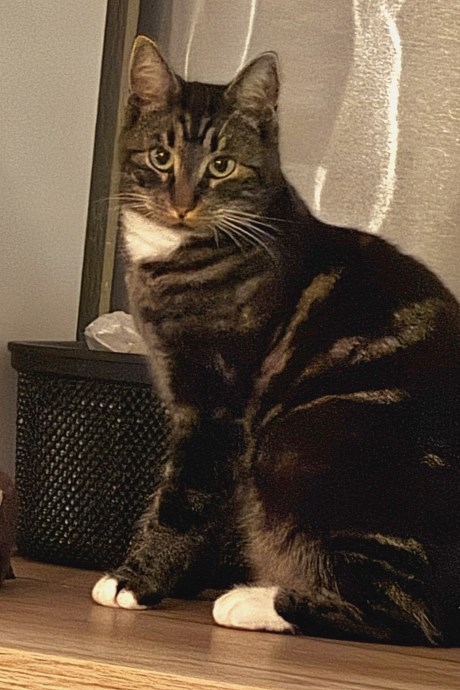 Kat Europese korthaar of huiskat