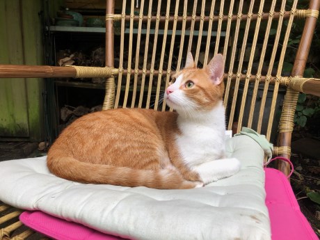 Kat Europese korthaar of huiskat