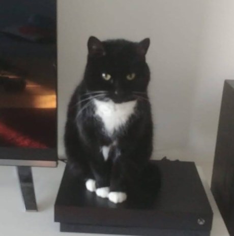 Kat Europese korthaar of huiskat