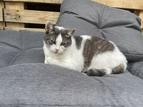 Kat Europese korthaar of huiskat