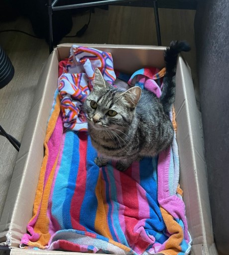 Kat Europese korthaar of huiskat