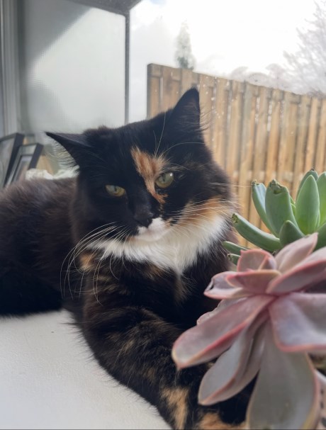 Kat Europese korthaar of huiskat