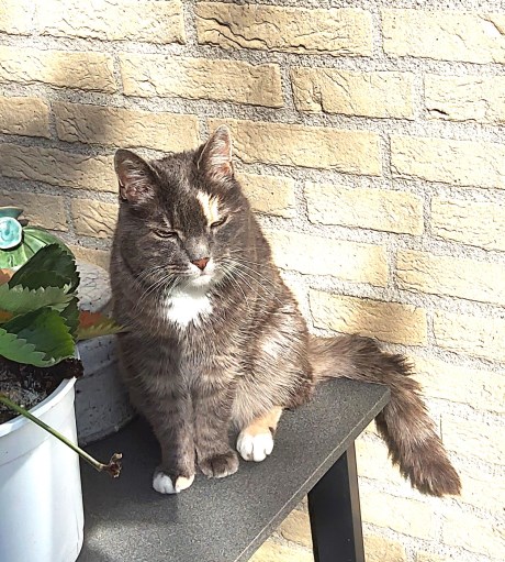 Kat Europese korthaar of huiskat