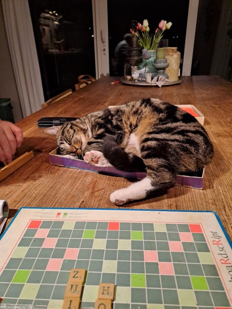 Kat Europese korthaar of huiskat