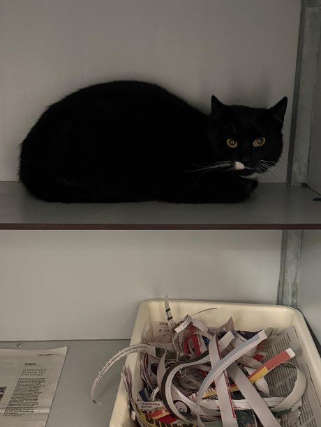 Kat Europese korthaar of huiskat