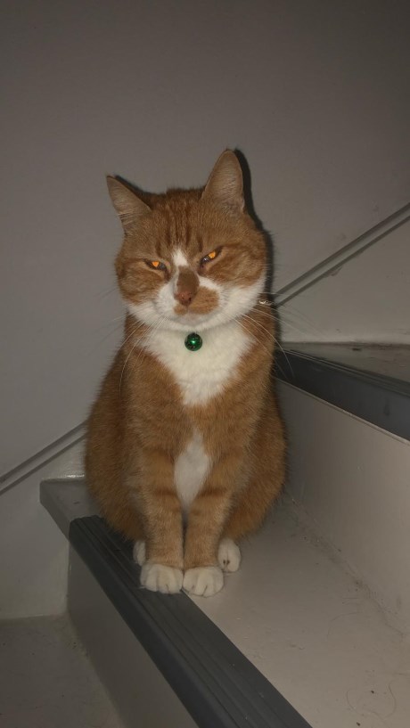 Kat Europese korthaar of huiskat