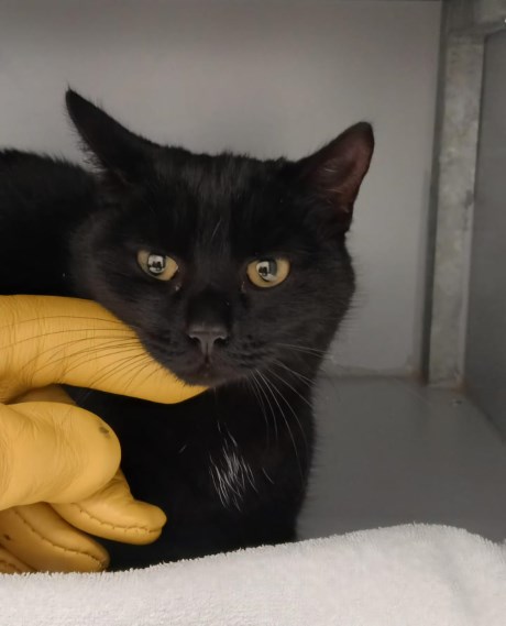 Kat Europese korthaar of huiskat