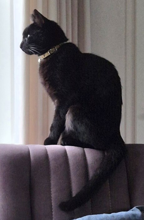 Kat Europese korthaar of huiskat