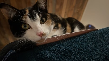 Kat Europese korthaar of huiskat