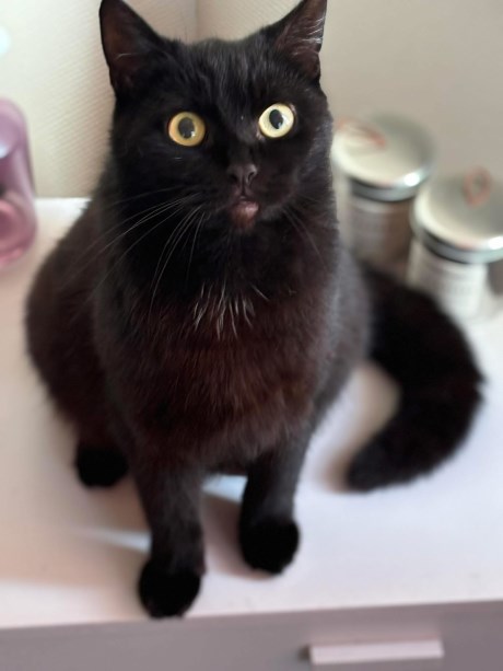 Kat Europese korthaar of huiskat