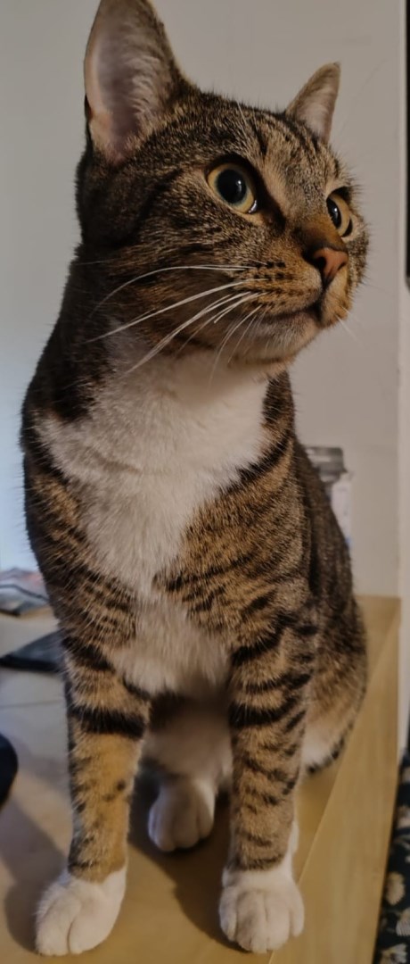 Kat Europese korthaar of huiskat