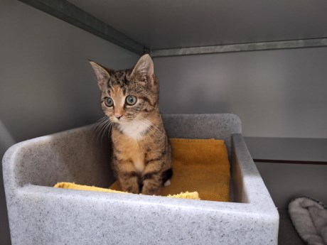 Kat Europese korthaar of huiskat