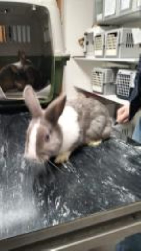 Knaagdier / Haasachtige Konijn