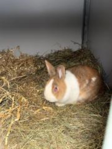 Knaagdier / Haasachtige Konijn