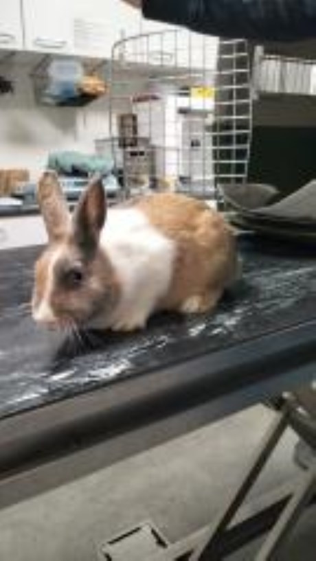 Knaagdier / Haasachtige Konijn