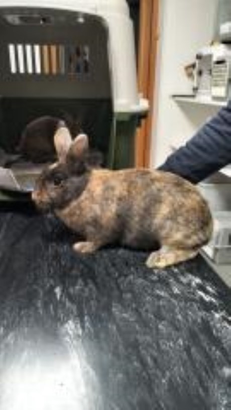 Knaagdier / Haasachtige Konijn