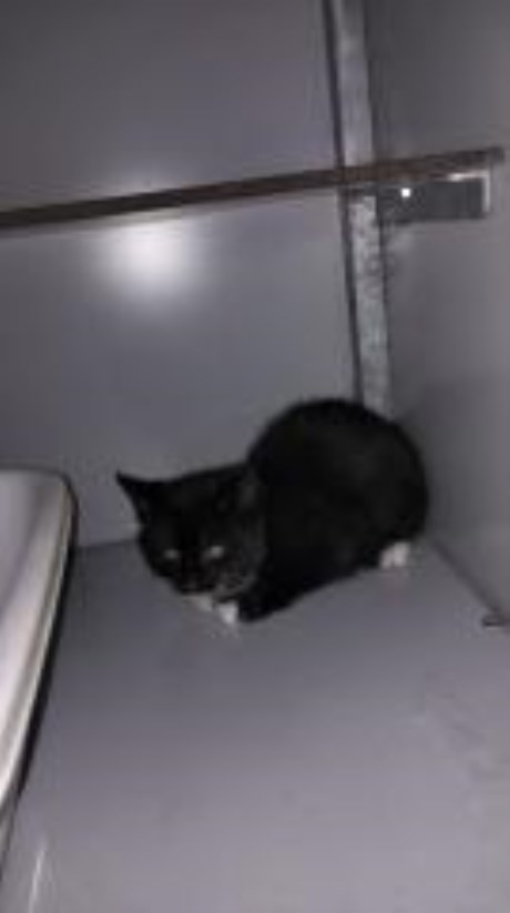 Kat Europese korthaar of huiskat