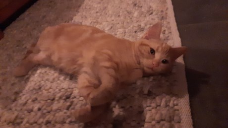 Kat Europese korthaar of huiskat