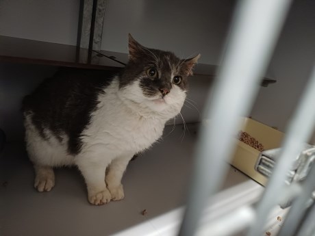 Kat Europese korthaar of huiskat