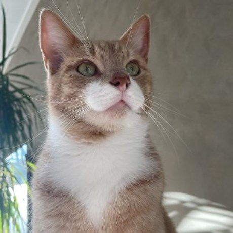 Kat Europese korthaar of huiskat