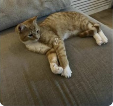 Kat Europese korthaar of huiskat