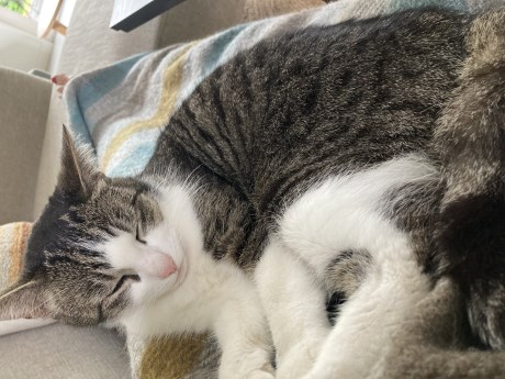 Kat Europese korthaar of huiskat