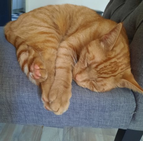 Kat Europese korthaar of huiskat