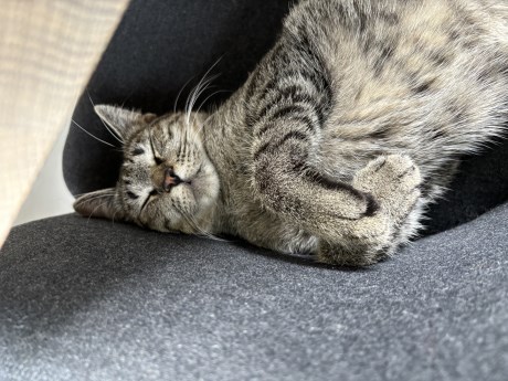 Kat Europese korthaar of huiskat